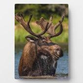 Eland | Glacier National Park Montana Fotoplaat (voorkant)