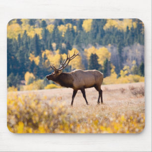 Eland in Nationaal park Rocky Mountain, Colorado Muismat