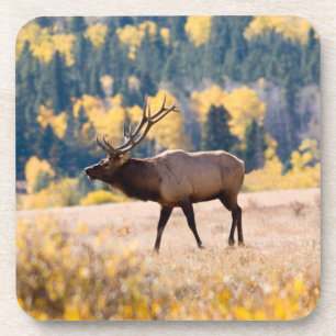 Eland in Rocky Mountain National Park, Colorado Bier Onderzetter