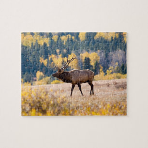 Eland in Rocky Mountain National Park, Colorado Legpuzzel