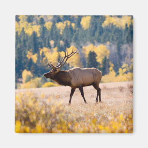 Eland in Rocky Mountain National Park, Colorado Magneet
