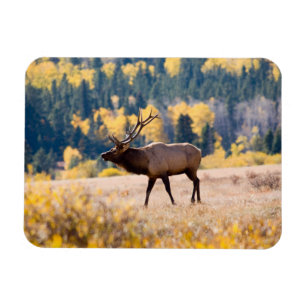 Eland in Rocky Mountain National Park, Colorado Magneet
