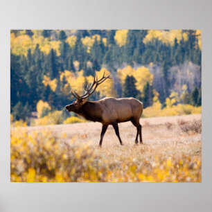 Eland in Rocky Mountain National Park, Colorado Poster