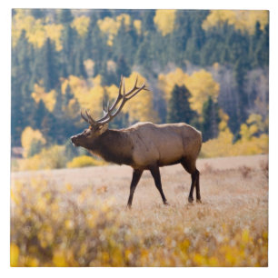 Eland in Rocky Mountain National Park, Colorado Tegeltje