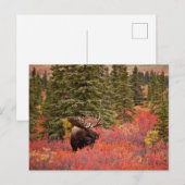 Eland in Rode Dwergberk Briefkaart (Voorkant / Achterkant)