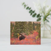 Eland in Rode Dwergberk Briefkaart (Staand voorkant)