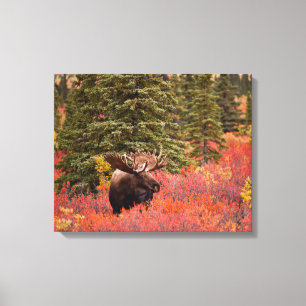 Eland in Rode Dwergberk Canvas Afdruk