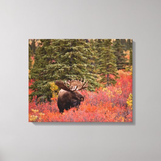 Eland in Rode Dwergberk Canvas Afdruk (Voorkant)