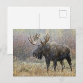 Eland in sneeuwstorm met espbomen briefkaart (Voorkant / Achterkant)