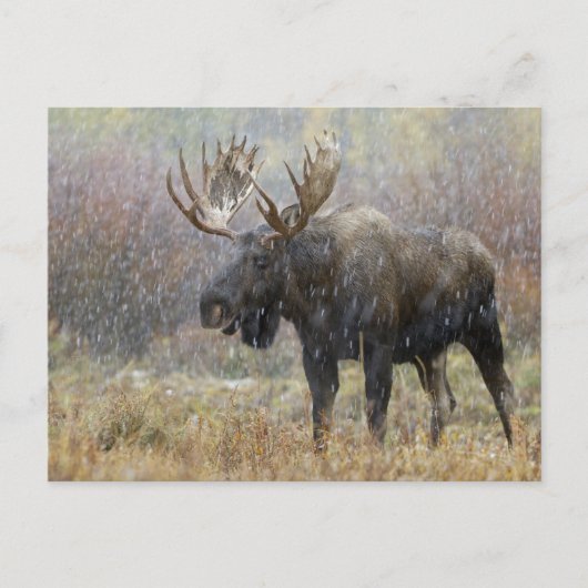 Eland in sneeuwstorm met espbomen briefkaart (Voorkant)