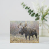 Eland in sneeuwstorm met espbomen briefkaart (Staand voorkant)