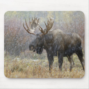 Eland in sneeuwstorm met espbomen muismat