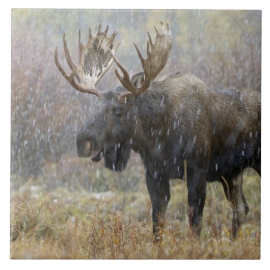 Eland in sneeuwstorm met espbomen tegeltje (Voorkant)