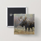 Eland in sneeuwstorm met espbomen vierkante button 5,1 cm (Voorkant /achterkant)