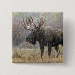 Eland in sneeuwstorm met espbomen vierkante button 5,1 cm