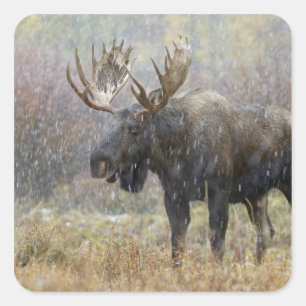 Eland in sneeuwstorm met espbomen vierkante sticker