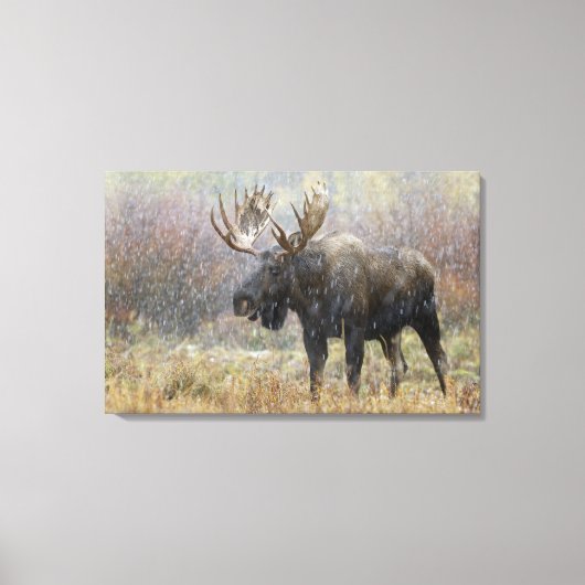 Eland in sneeuwstorm met espes canvas afdruk (Voorkant)