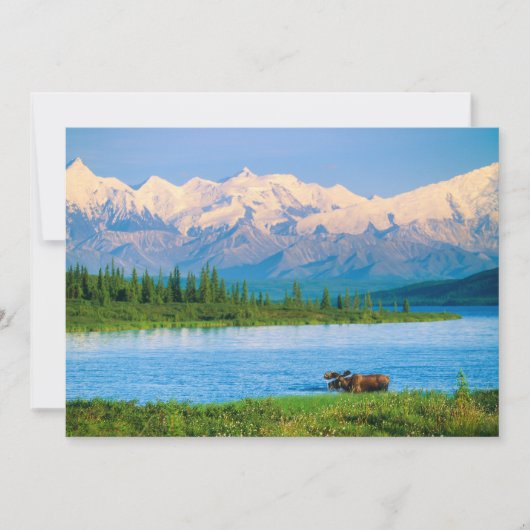 Eland in Wonder Lake Bedankkaart (Voorkant)