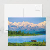 Eland in Wonder Lake Briefkaart (Voorkant / Achterkant)