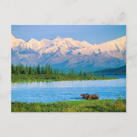 Eland in Wonder Lake Briefkaart (Voorkant)