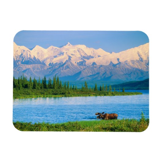 Eland in Wonder Lake Magneet (Horizontaal)