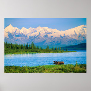 Eland in Wonder Lake Poster