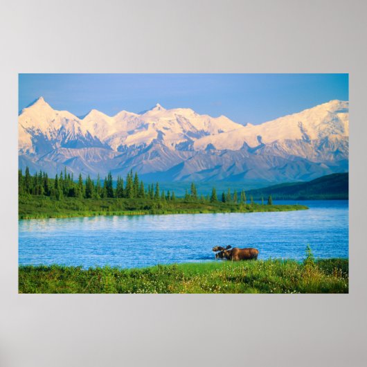 Eland in Wonder Lake Poster (Voorkant)