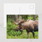 Eland | Kenai schiereiland, Alaska Briefkaart (Voorkant / Achterkant)