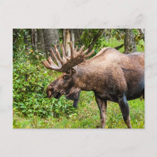Eland | Kenai schiereiland, Alaska Briefkaart (Voorkant)