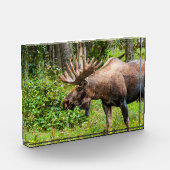 Eland | Kenai-schiereiland, Alaska Fotoblokken (Links)