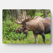 Eland | Kenai-schiereiland, Alaska Fotoplaat (voorkant)