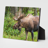 Eland | Kenai-schiereiland, Alaska Fotoplaat (Zijkant)