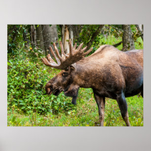 Eland Kenai-schiereiland, Alaska Poster