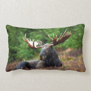 Eland Kussen