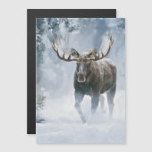 Eland loopt door boreale sneeuw (Voorkant / Achterkant)