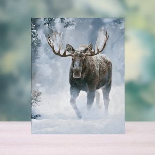Eland loopt door boreale sneeuw acryl bord