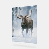Eland loopt door boreale sneeuw acryl bord (Hoek)