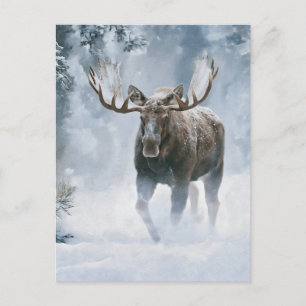 Eland loopt door boreale sneeuw briefkaart