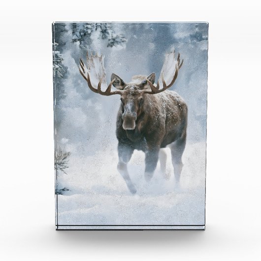 Eland loopt door boreale sneeuw fotoblokken (Voorkant)