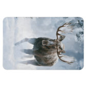 Eland loopt door boreale sneeuw magneet (Horizontaal)