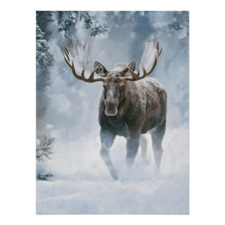 Eland loopt door boreale sneeuw perfect poster