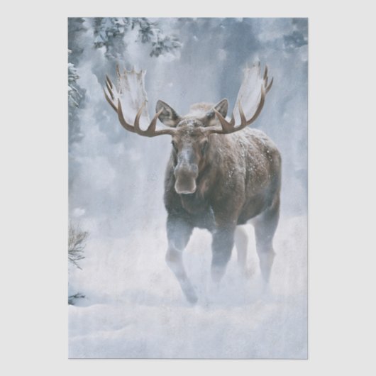 Eland loopt door boreale sneeuw tissuepapier (Voorkant)