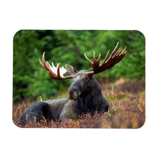 Eland Magneet (Horizontaal)
