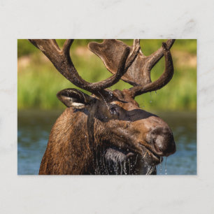 Eland mannetjes eland voeden zich in Glacier Natio Briefkaart
