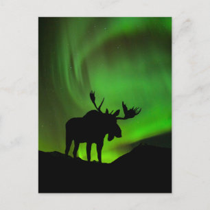 Eland met groene Aurora Borealis, Alaska Briefkaart
