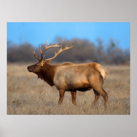 Eland profiel in de herfst poster (Voorkant)
