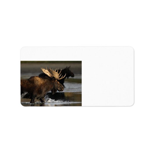 eland spatten in het water etiket (Voorkant)