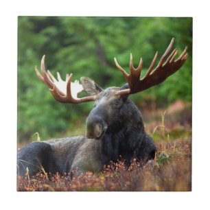 Eland Tegeltje