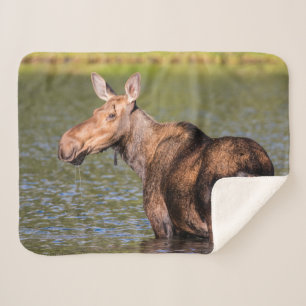 Eland voederen in Glacier National Park, Montana Sherpa Deken