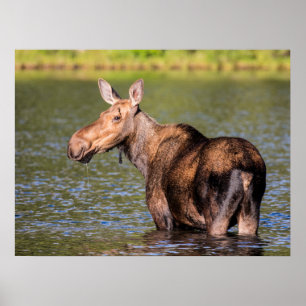Eland voedert in Glacier National Park, Montana Poster